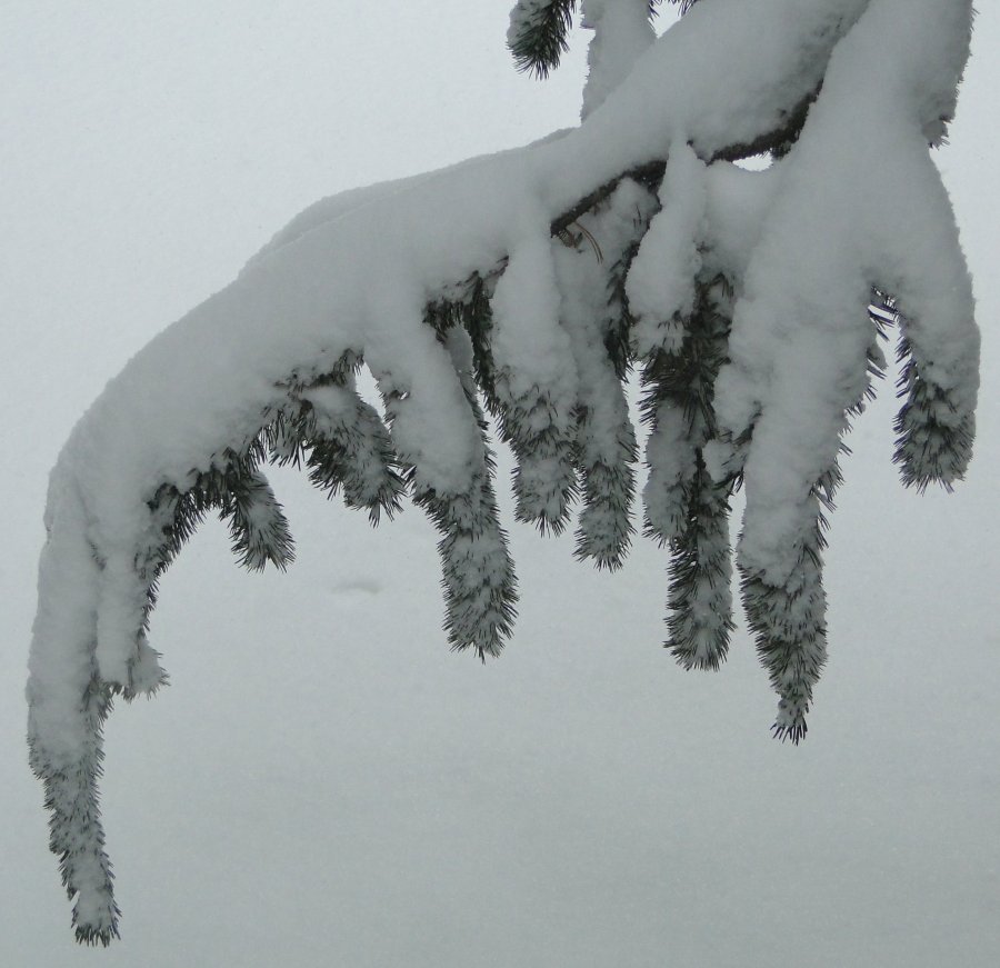 Snow and pine - 4