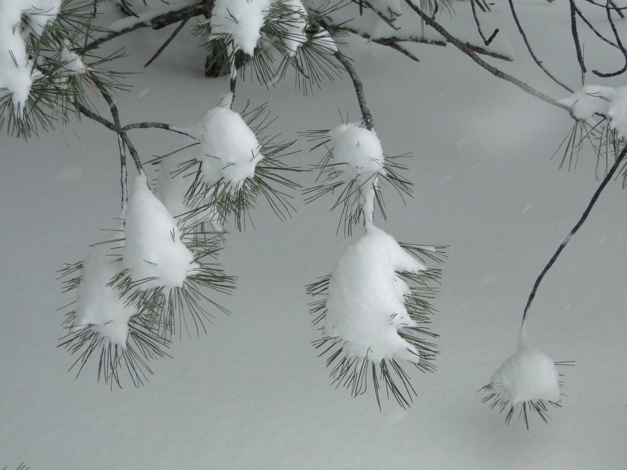 Snow and pine - 8