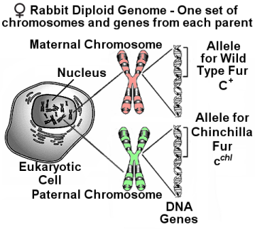 Chromosomes and Alleles