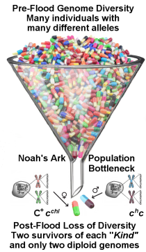 Genetic Bottleneck