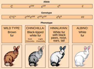 Rabbit Coat Color Alleles