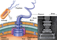 Flagellum - Irreducible Complexity and Intelligent Design