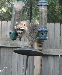 Raccoon Trial and Error