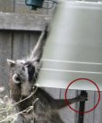 Raccoon grip on pole